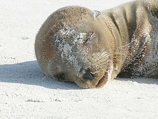 Baby sea lion