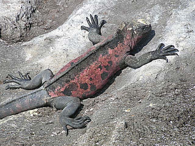 Male iguana