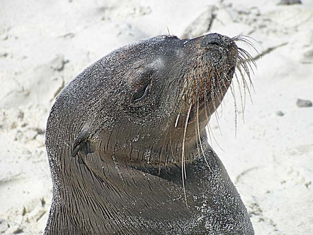 Sea lion face