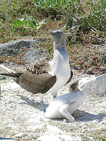 Parent and baby