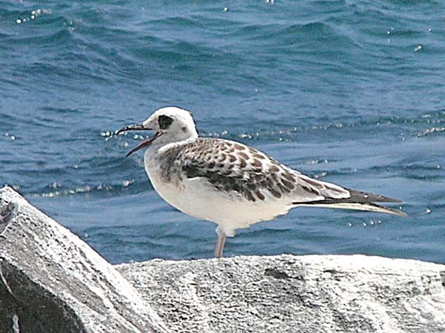 Immature swallow-tail gull