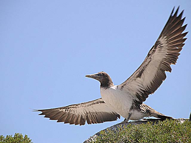 Booby in flight