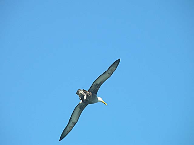 Albatross in flight