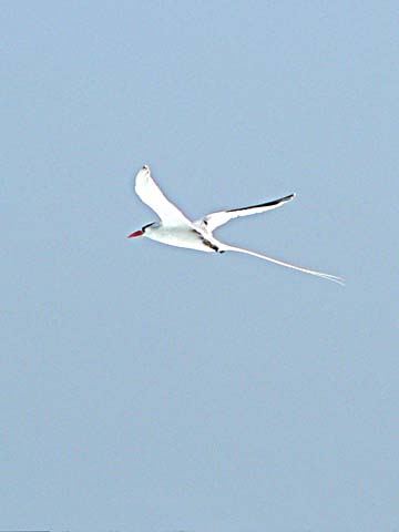 Red-billed tropicbird