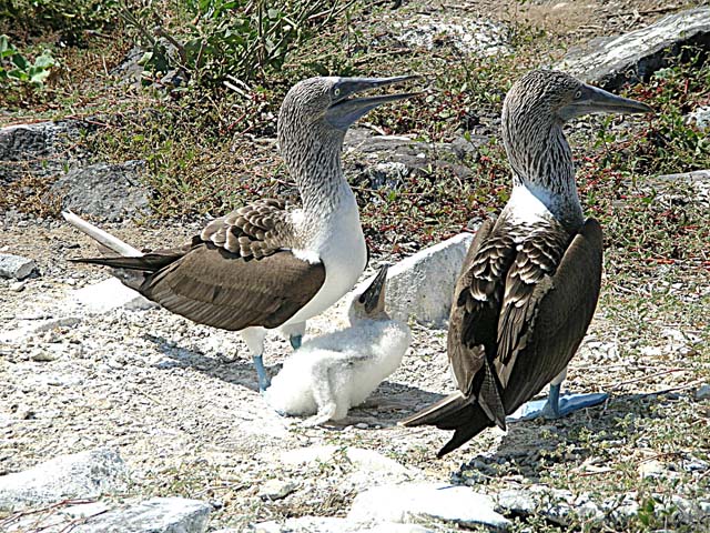 Family of boobies