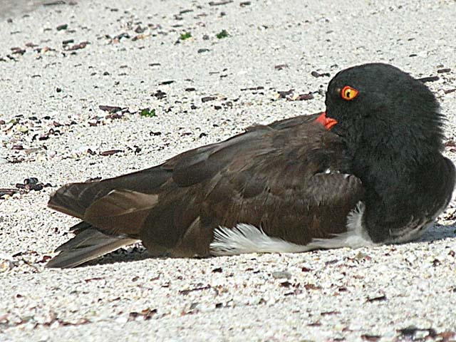 American Oystercatcher