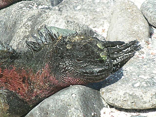 Iguana closeup