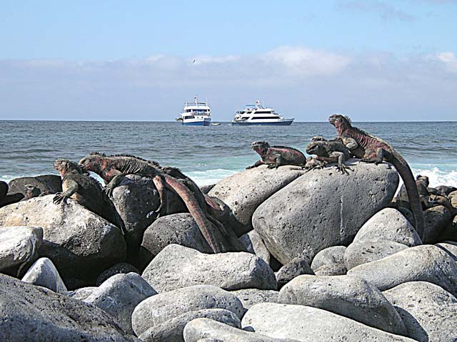 Marine iguanas