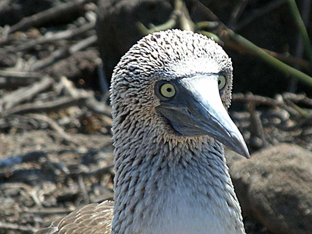 Blue-footed booby face