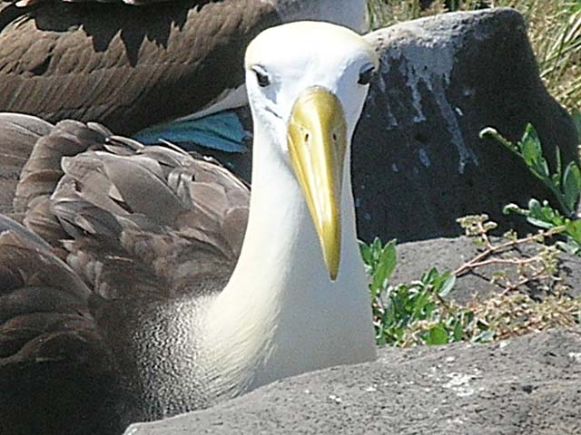 Albatross closeup