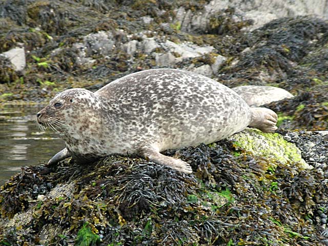 Seal