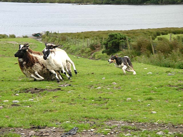 Sheep dog