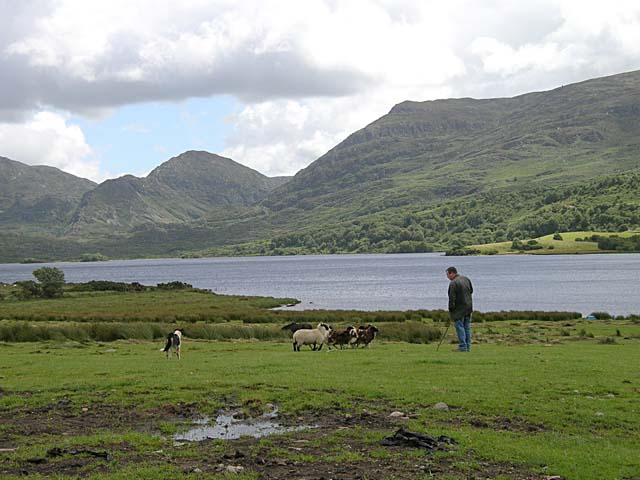 Sheep herder