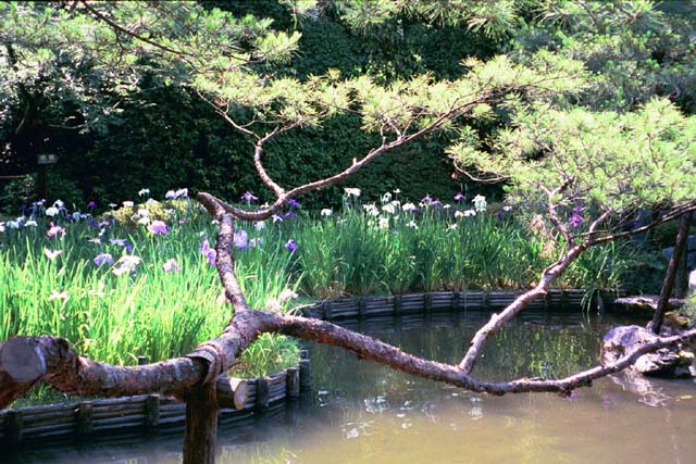 Iris Garden at Heian Shrine