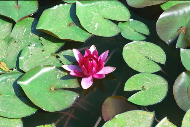 Lily pads