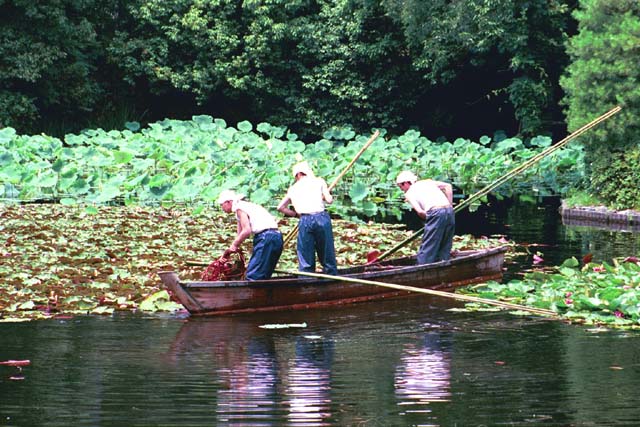 Workmen cleaning out dead lily pads