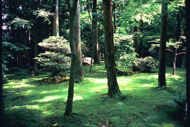 Moss garden and forest at Ryoanji Temple