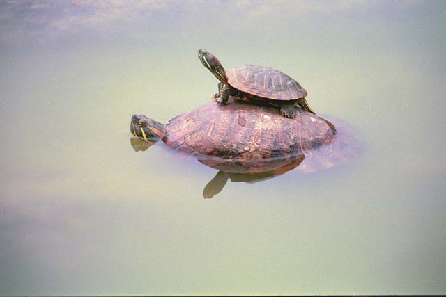 Turtles in Sarusawa Pond