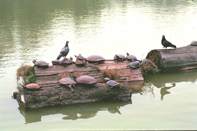 Turtles and pigeons on a log in Sarusawa Pond