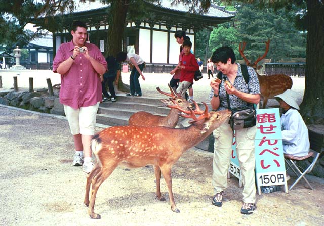 Margaret feeding deer in Nara Park