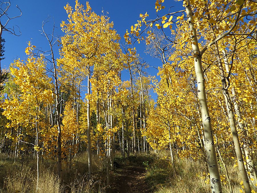 aspen