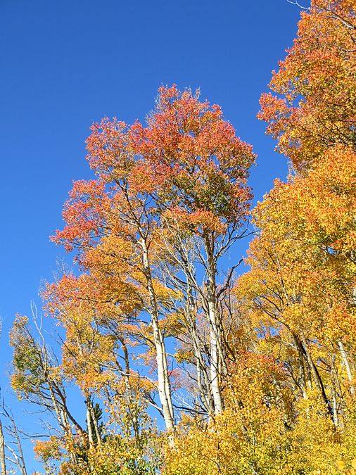 aspen