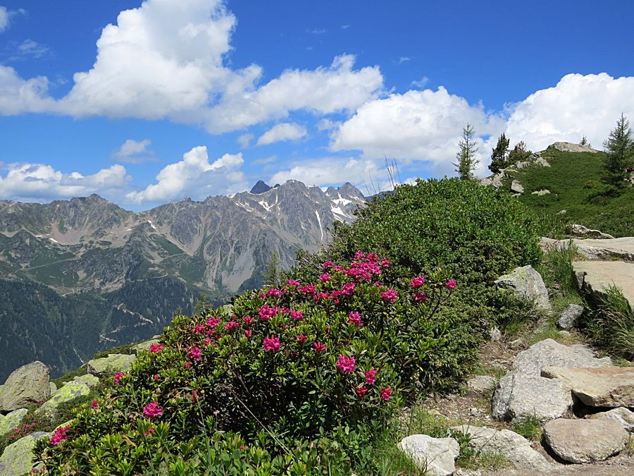 Rhododendron