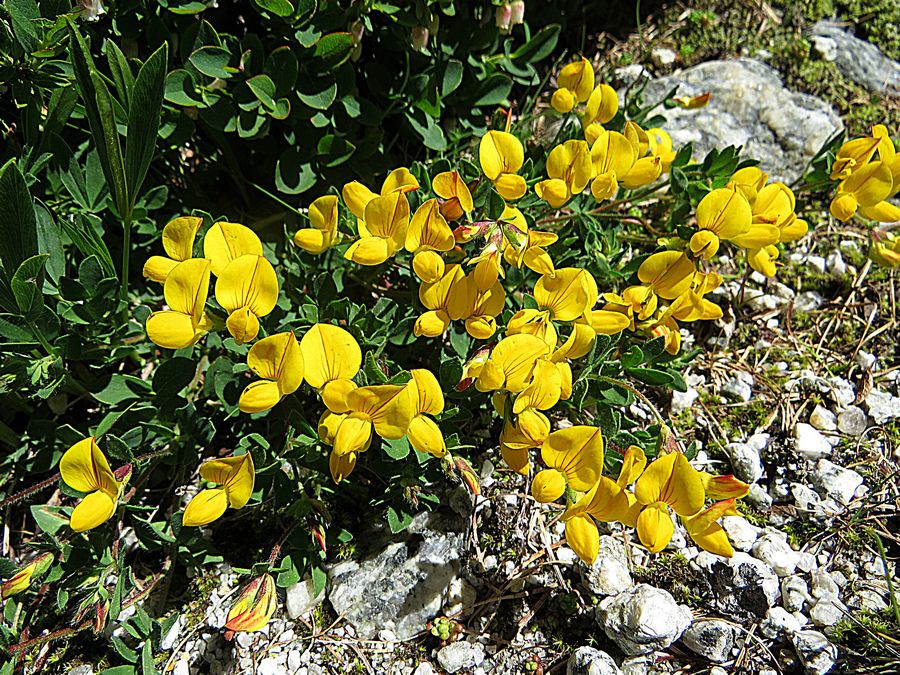 Yellow flowers