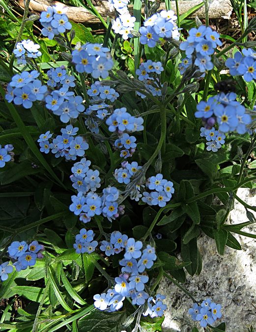 blue flowers