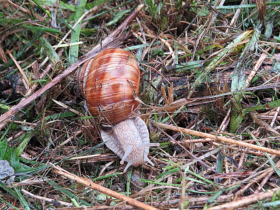 Snail