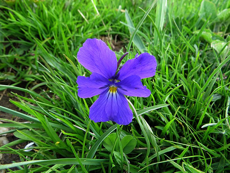 purple flower