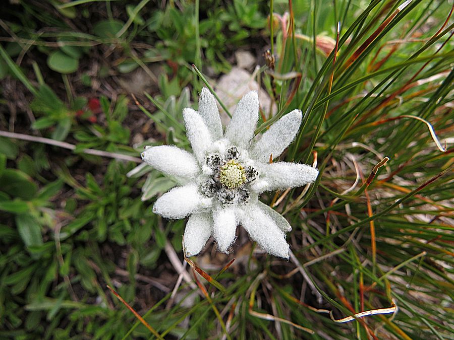 edelweiss