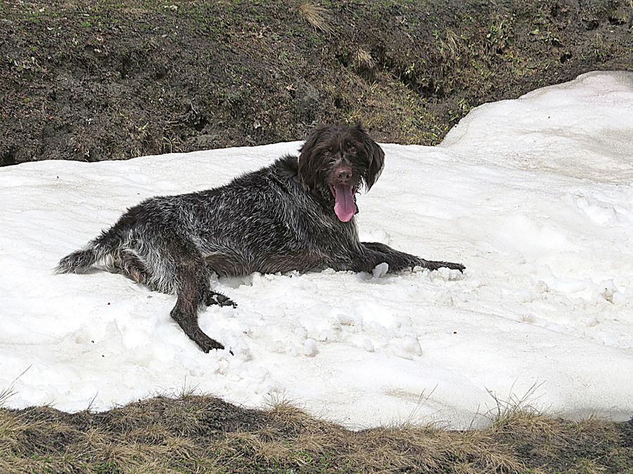 dog in snow