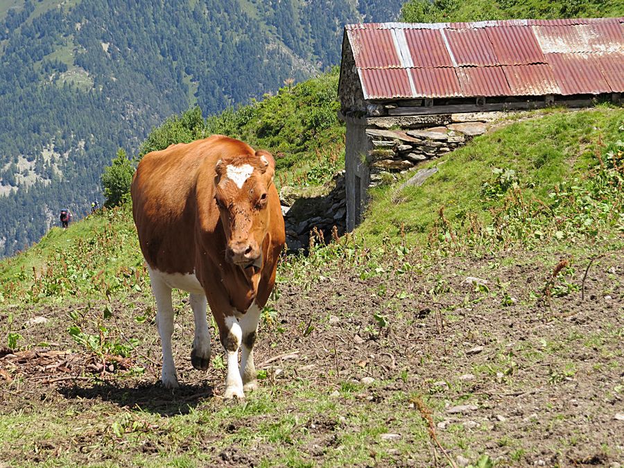 cow with a heart