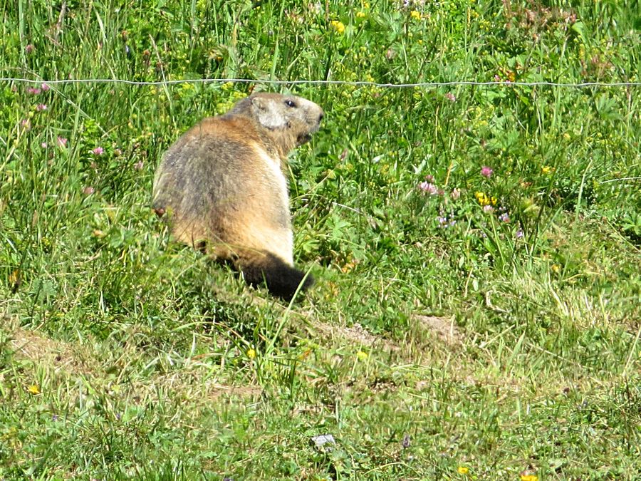 marmot