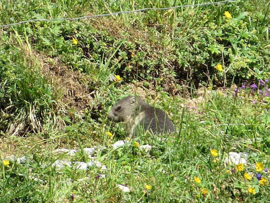 baby marmot