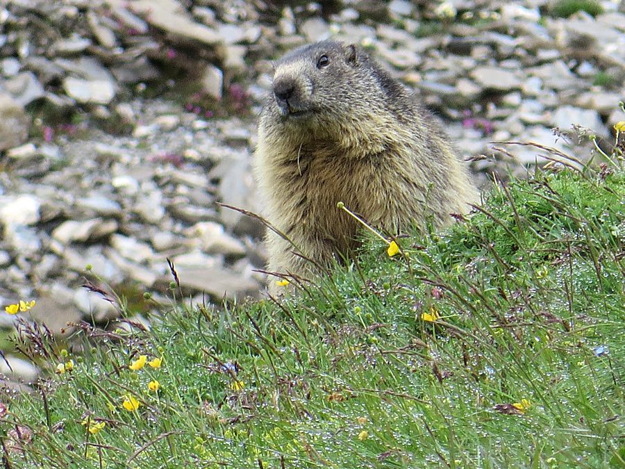 marmot