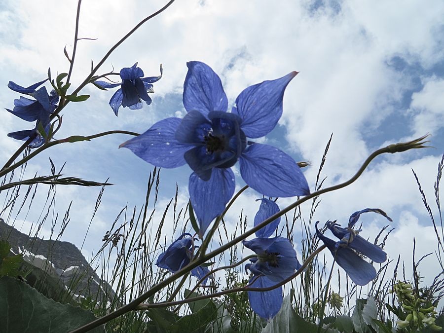 columbine