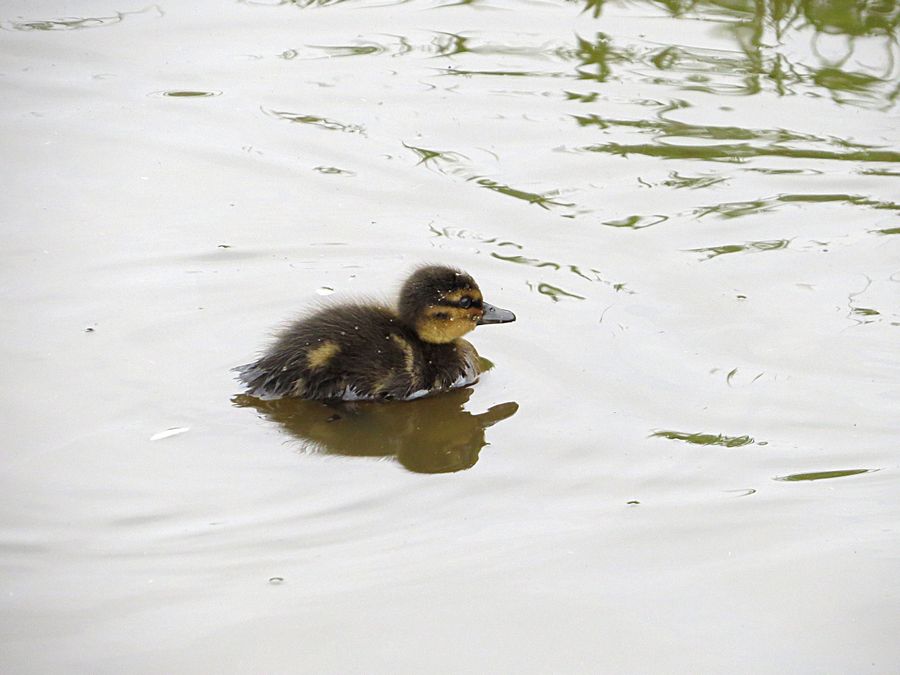 baby duck