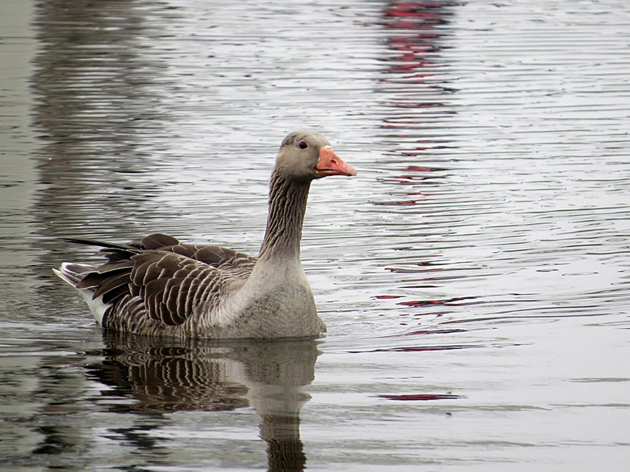 goose