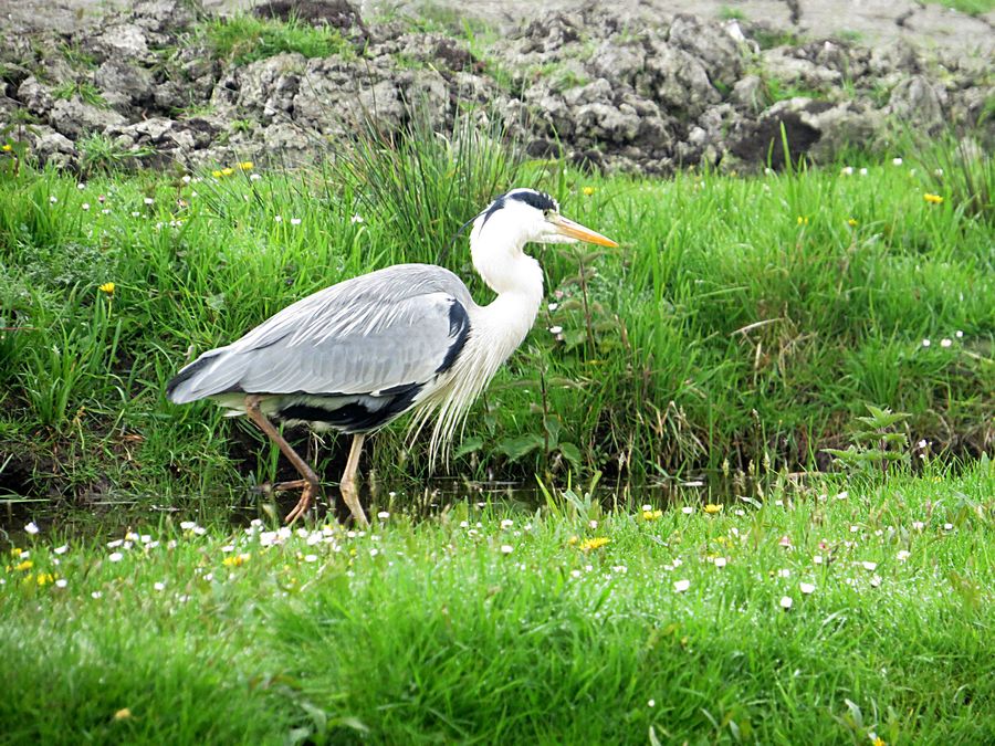 heron