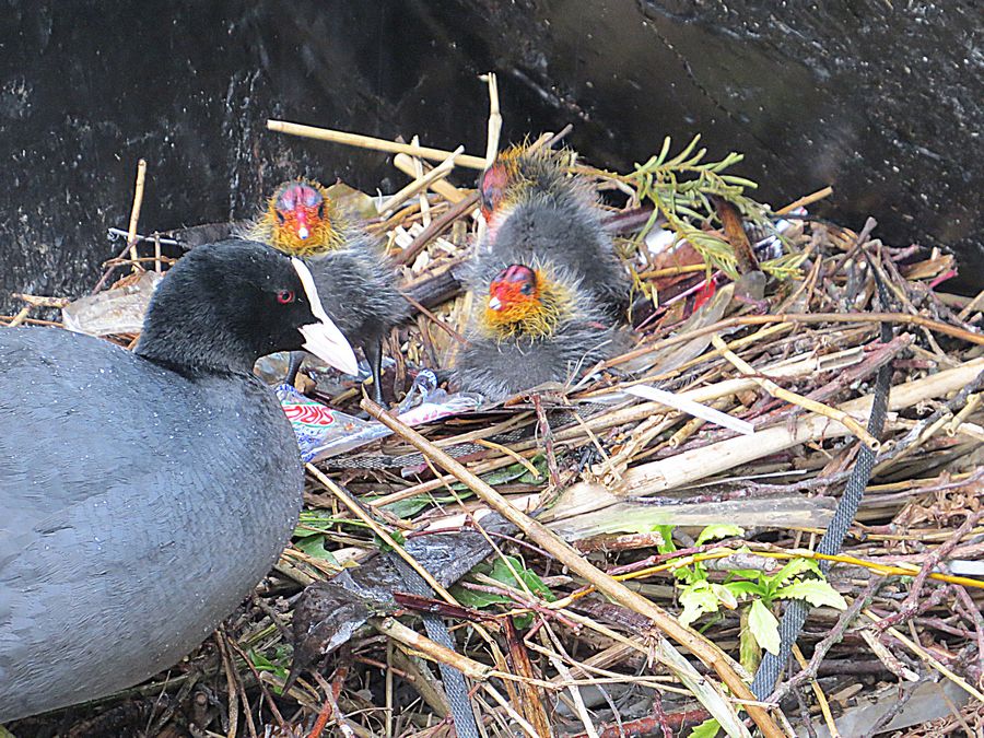 coots