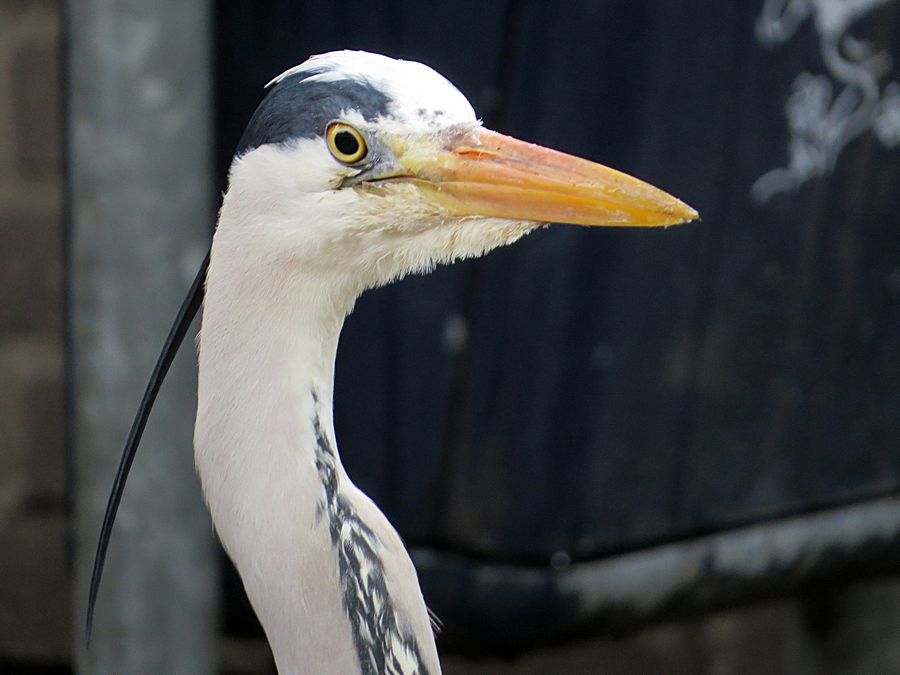 heron closeup