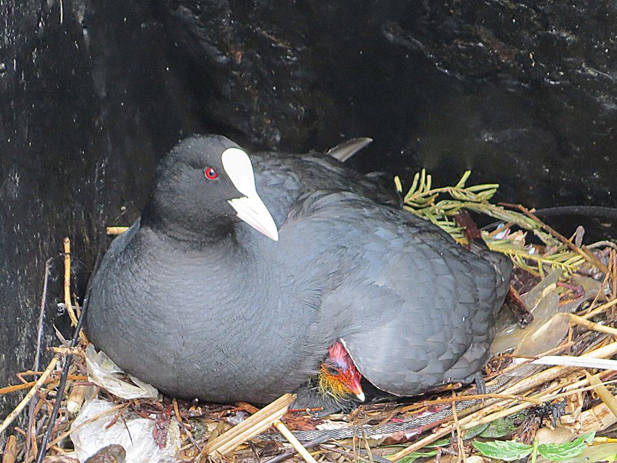 coots