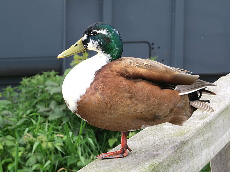 duck