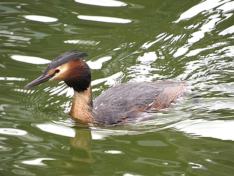 great crested grebe