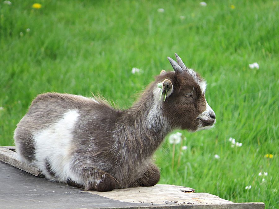 baby goat