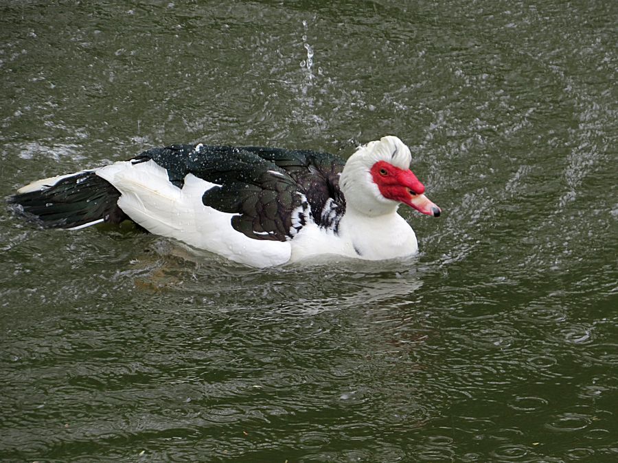 muscovy duck