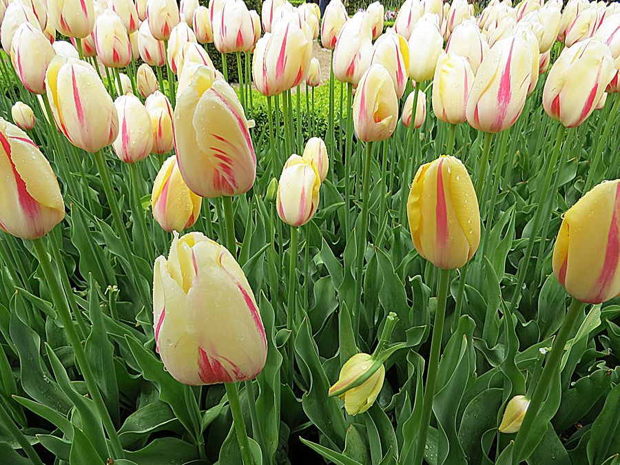 tulips