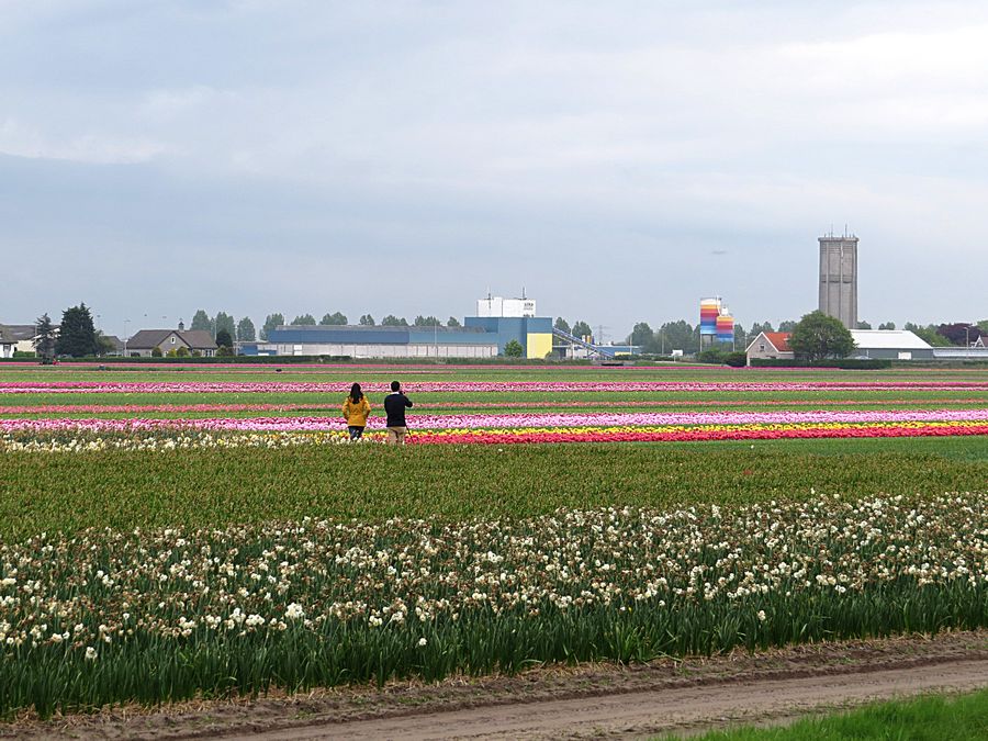 tulips